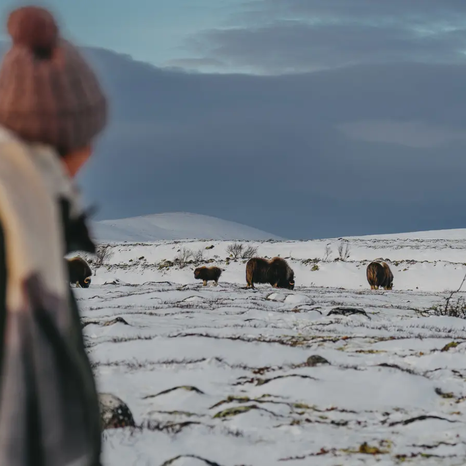 Familie muskusossen in een sneeuwlandschap